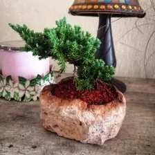 Árbol Bonsai Original Junipero Enebro (envío A Todo México)