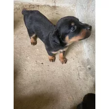 Cachorro Rottweiler Macho Y Hembra En Venta En San Cristóbal