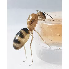 Hormiga Reina Dorymyrmex Agallardoi De Criadero Para Mascota