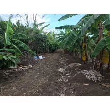 For Sale Finca En La Provincia Duarte De 80 Tareas Con Platano En Producion Casa, Cocos Y Mas