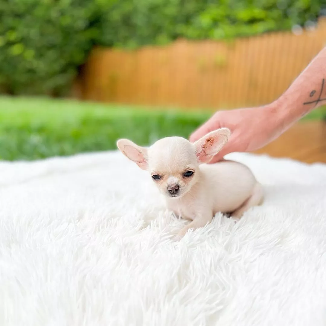Cachorros Chihuahua Miniatura Pelo Corto Tienda