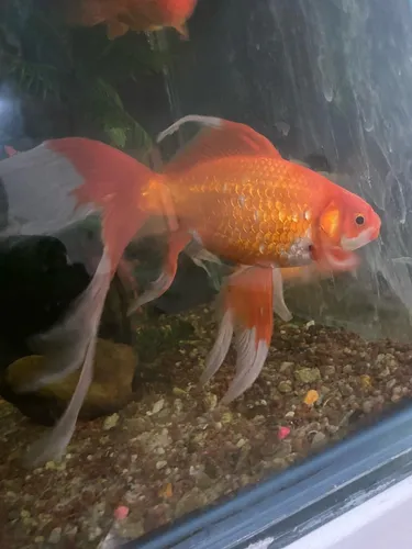Tercera imagen para búsqueda de peces carassius
