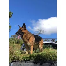 Cachorros Pastor Alemán En Venta