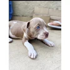 Filhotes De American Bully 