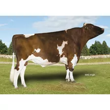 300 Dosis Semen Bovino - Red Holstein / Holando Colorado