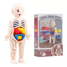 Modelo 3d Cuerpo Humano Órganos Juguete Niños Educativo 