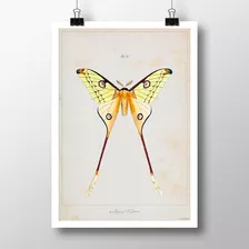 Mariposas 3-4-5-6 - Láminas Pósters Vintage Retro Decoración