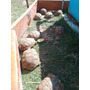 Segunda imagen para búsqueda de tortugas de tierra en venta