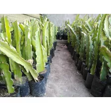 Pitahayas Plantas.