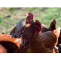 Tercera imagen para búsqueda de venta gallinas ponedoras colombia