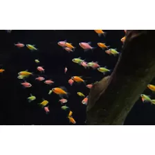 3 Peces Monjitas Fluor Acuario Tropical Dulce Comunitario 