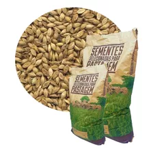 Sementes Brachiaria Decumbens 20kg Safra Nova Resistente