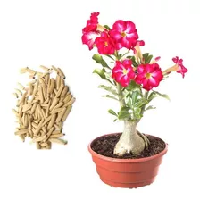 Rosa Do Deserto 25 Sementes Adenium Cores Diversas Flor Mix