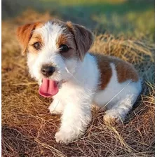 Jack Russell Argentina Puppiesar 