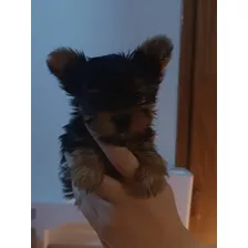 Hembra De Yorkshire Terrier Mini Cachorra 