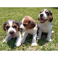 Beagle Tricolor Línea Pedigree 