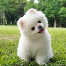 Cachorros Pomerania Padres Importados