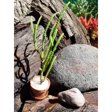 Planta Suculenta Miniatura