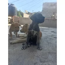 Perros Presa Canario 