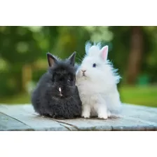 Conejos Enanos Cabeza De León