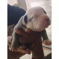 American Bully