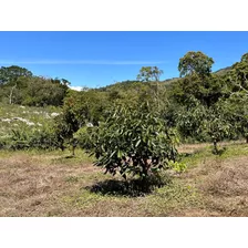 Vendo Oportunidad Finca De 132 Tareas En Producción,barahona