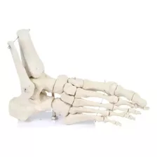 Anatomia Do Pé / Esqueleto Do Pé / Anatomia Humana 