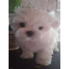 Cachorritos Bichon Maltes Toys