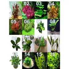 Plantas Acuaticas Al Mejor Precio En Paquete