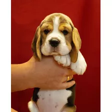 Cachorros Beagle Tricolor 13 Pulgadas Hembras Y Machos