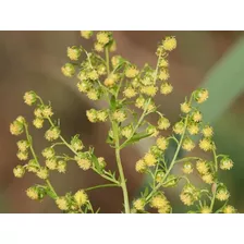 Semillas De Artemisia Annua