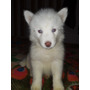 Tercera imagen para búsqueda de cachorros husky siberiano adopcion