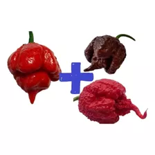 Carolina Reaper Chocolate + Carolina Red + Trinidad 150 Sem 