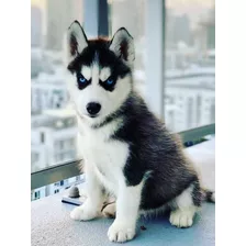 Cachorros Husky Siberiano