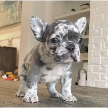 Bulldog Frances Blue Merle Carita Tierna 