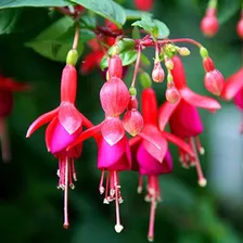 Planta Aretillo, Campanilla O Pendiente De Reina 