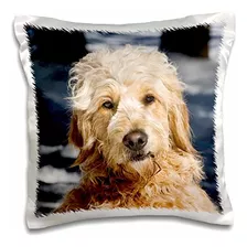 Portrait Of Goldendoodle Dog In The Snow-us32 Zmu0073-z...