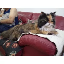 Se Vende Gata Persa Calico