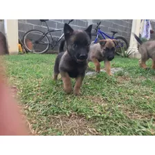 Cachorros Pastores Belga Malinois