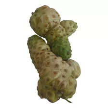 Noni: O Segredo Da Saúde Em Uma Fruta!