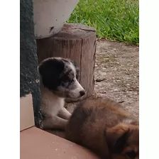 Cachorro Border Collie, Listo Para La Entrega 