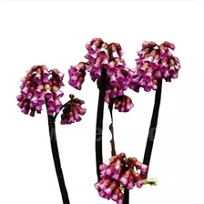 Plantas Raras De Bergenia Purpurascens 