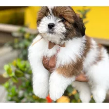 Shih Tzu Con Pedigree Internacional Shitzu