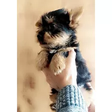 Cachorrito Yorky Mini Hermoso 550 Yorkshire Terrier Puro