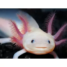 Axolotes Surtidos 10cm - Negros - Rosas - Dorados - Albinos