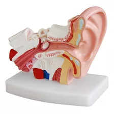 Modelo De Oído Magnificado 1,5 Veces Su Tamaño.
