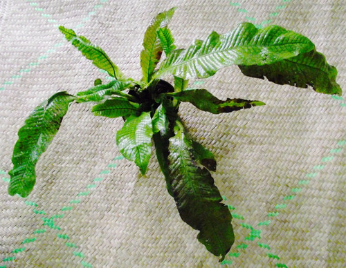 Helecho Cocodrilo En Venta En Huajuapan De Leon Oaxaca Por Solo 300 00 Ocompra Com Mexico Helecho Cocodrilo En Venta En Huajuapan De Leon Oaxaca Por Solo 300 00 Ocompra Com Mexico