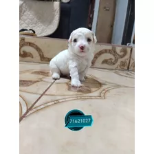 French Poodle Mini Toy 