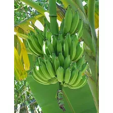 5 Mudas (bulbo/rizoma) De Banana Da Terra ( Prata)