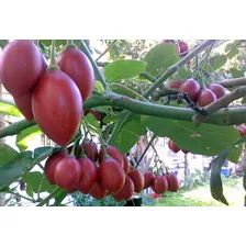 Tomate Árvore Italiano Gigantela Frete Gratis 100 Sementes 